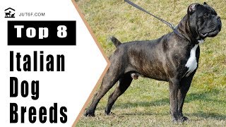 Top 8 Italian Dog Breeds by Just6F 24,480 views 6 years ago 6 minutes, 30 seconds