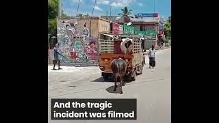 Amazing Love Of Bull And Cow.