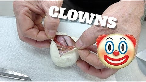 Crazy Clown Ball Python Clutch Cutting !!