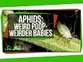 Aphids: Weird Poop, Weirder Babies