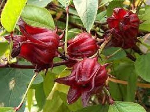 Video: Karpalo Hibiscus Karpalo Hibiscus Kasvuvaatimukset