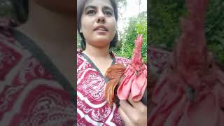 Lady Chicken Cutting Preparation