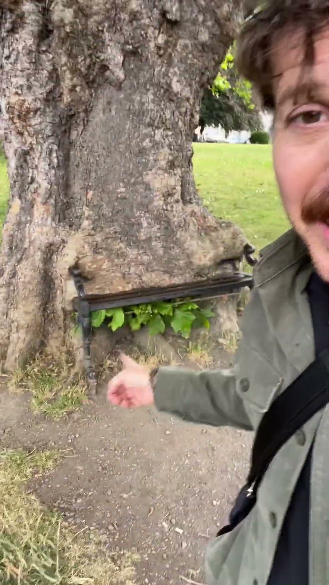 This tree is eating a bench. #trees