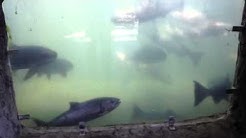 The fish ladder in Roseburg Oregon