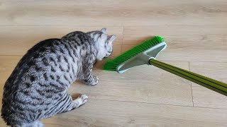 How to keep it clean with a cat