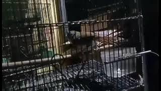 asi kumis tembakan tajam