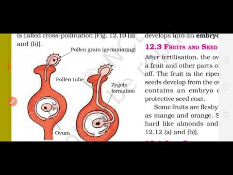 Video: Calathea Crocata (25 De Fotografii): îngrijirea Unei Flori Acasă, Transplantul De șofran Calathea După Cumpărare și Reproducere. De Ce I Se Usucă Frunzele?