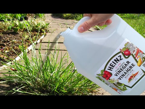 Video: Rengøring af beholdere med eddike – Sådan bruges eddike på urtepotter