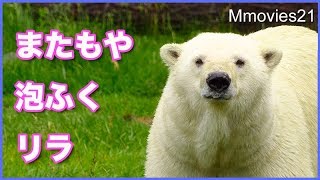 上手にめくれた！自作おもちゃで遊ぶリラ　今日もあわあわ Polar Bear