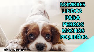 NOMBRES ÚNICOS PARA PERROS MACHOS PEQUEÑOS!