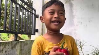 King panen paprika abang