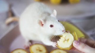 Rats eating fruits and berries