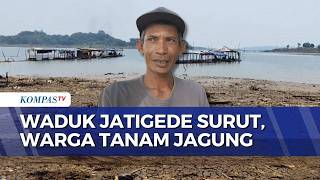 Jatigede Dam Recedes Due to Drought, Sumedang Residents Utilize Emerged Land for Farming