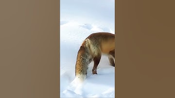 Chuột đồng cỏ và mùa đông băng giá ! (Phần 2)