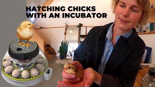 Hatching Chicks with the Kebonnixs Incubator and Home Brooder Setup - Three Acre Homestead