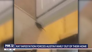 Rat infestation forces Chicago family out of their home
