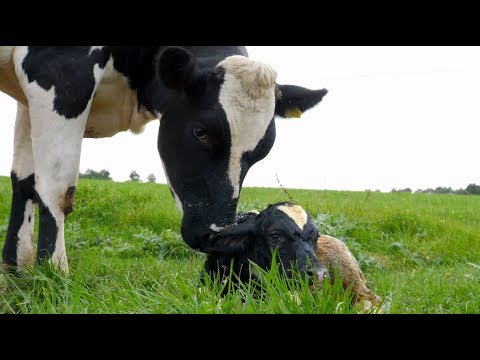 Organic Farming at The Woodhorn Group