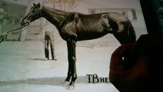 Horacio the handsnake - Plaudit the racehorse
