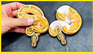 Details Special Guests At Our Ball Python Facility! (Lori + Noah Barczyk!) Update