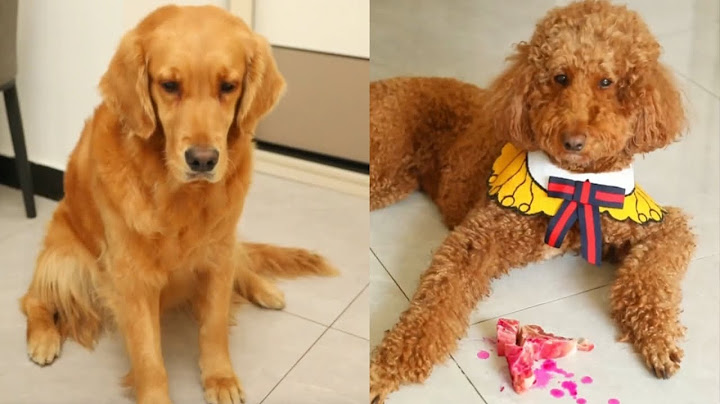 Sad story of a dog: It wasn't being naughty  it was just saying goodbye to its owner in its own way
