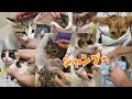 保護子猫のノミ取りシャンプーまとめ！