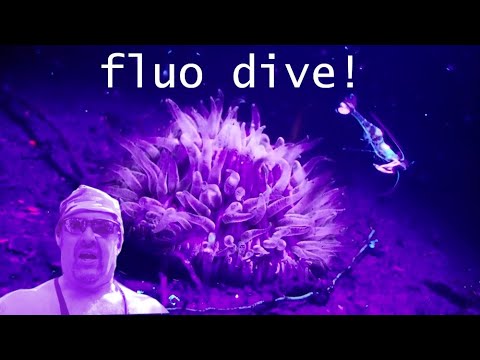 Fluo Dive with my @ORCATORCHWorldwide Light PLus DEVIL Feeding Frenzy