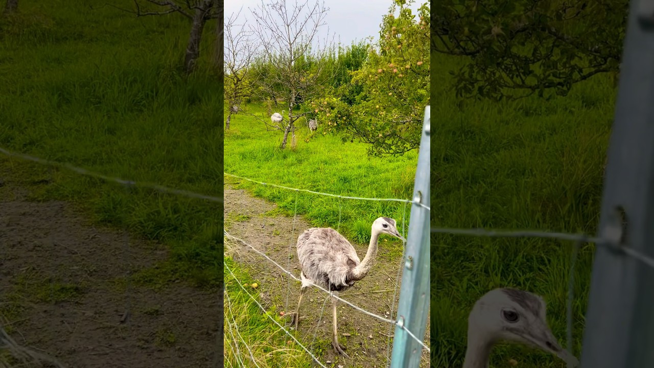 Bei den Nandus mit dem Neffen,Teil 2 