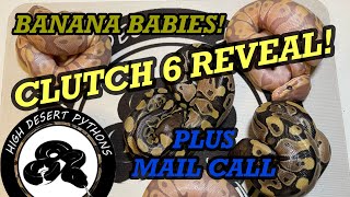 Banana DH Axanthic Clowns! Mail Call! | High Desert Pythons