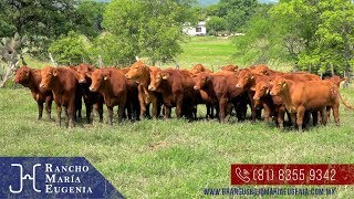 Venta de Becerras Brangus Rojo - Rancho María Eugenia