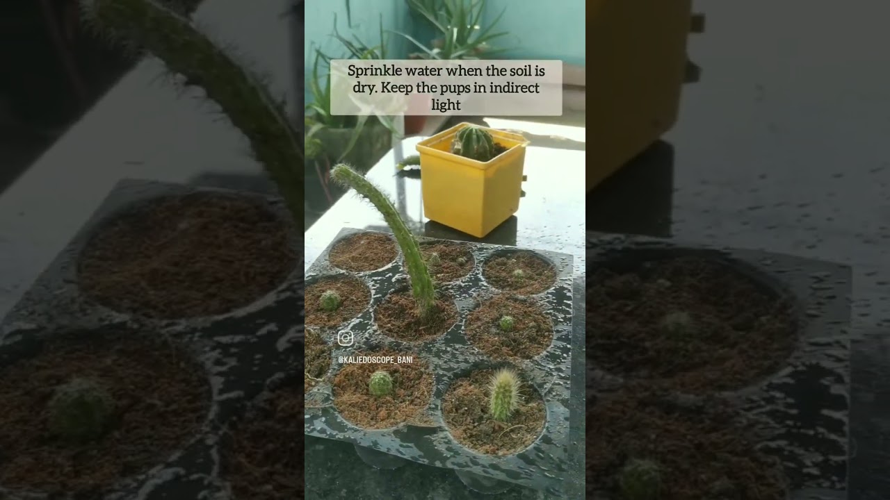 Easy way to propagate Cacti from Offsets. 