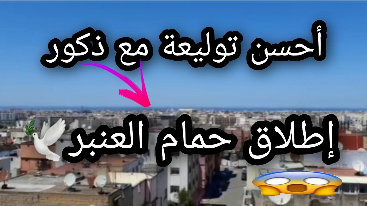 توليعة مع ذكور الكاديطانو خارج السجنة🕊 + إطلاق الحمام العنبر خارج السجنة 😨🕊+ دوش للحمام💧+ تكسير بيضة