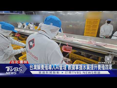 台灣鯛養殖導入AI! 360度水下監控 養殖期「縮短至3個月」｜十點不一樣20261017 @TVBSNEWS01