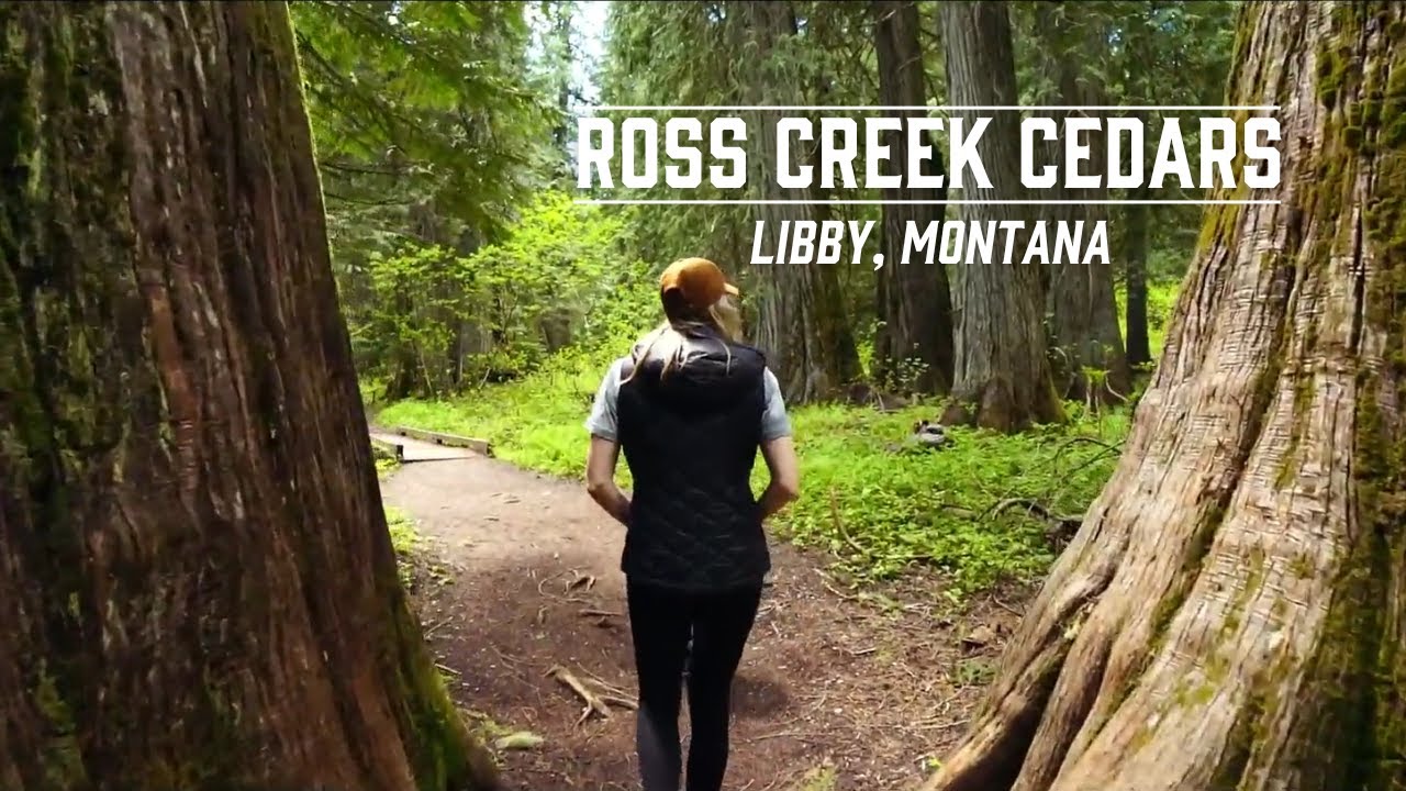 Explore Ross Creek Cedars