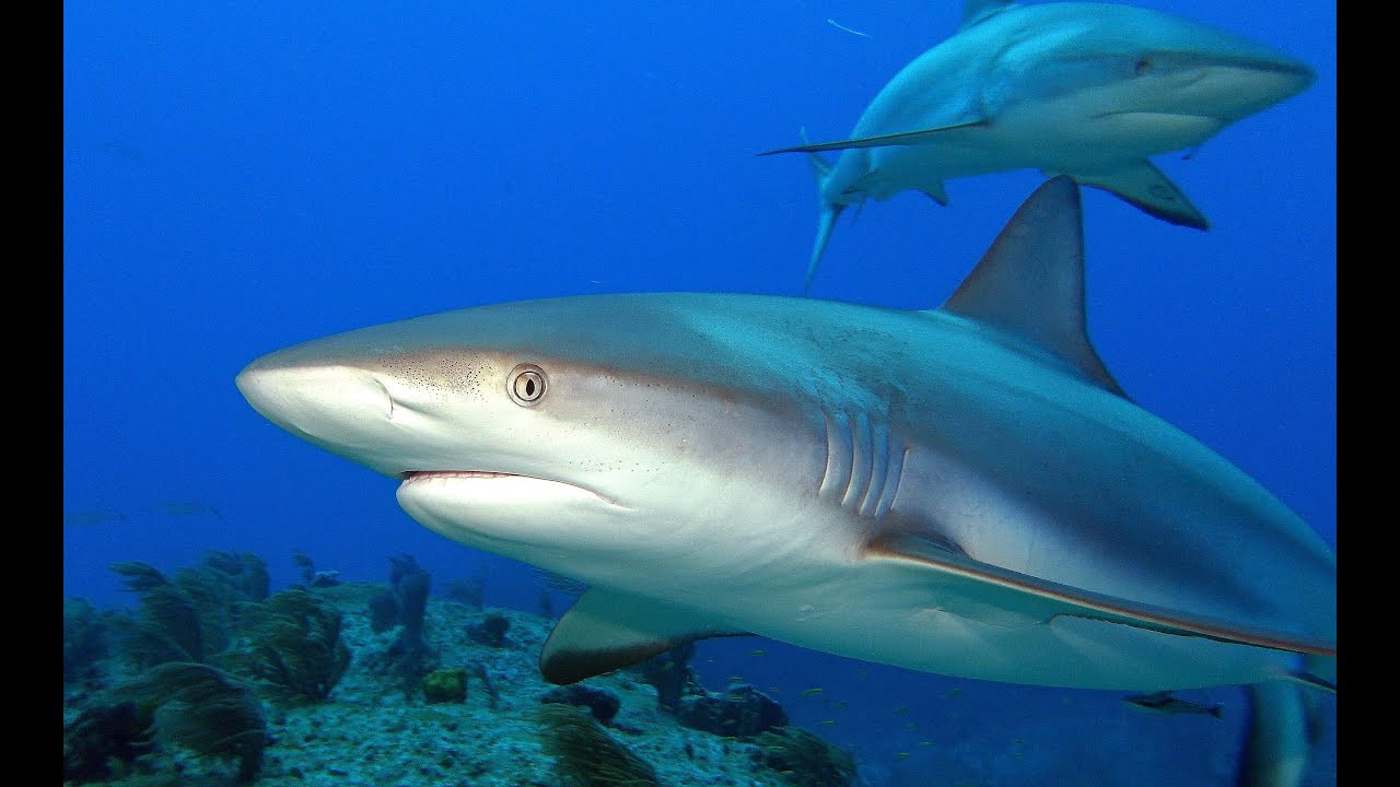 Bahama Shark Diving