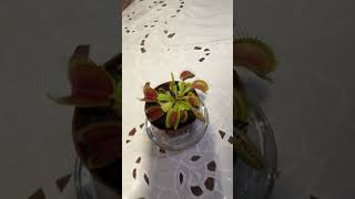 Venus Flytrap Dionaea Muscipula Fly Trap Carnivorous Bug Eating Plant