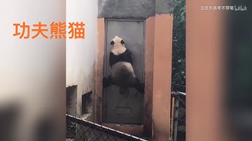 [Panda] Why Pandas are so rare? due to  their stupid