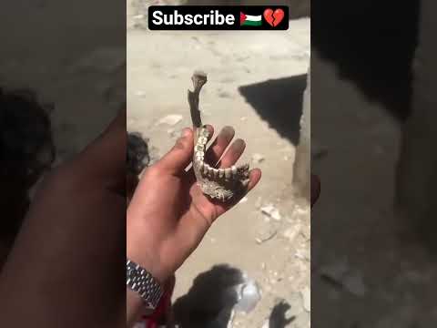 شهداء بلا قبور ألم أمة لم ي شف بعد غزة طعام لبيك ياقصى شورتات تغذية قصيرة غزة