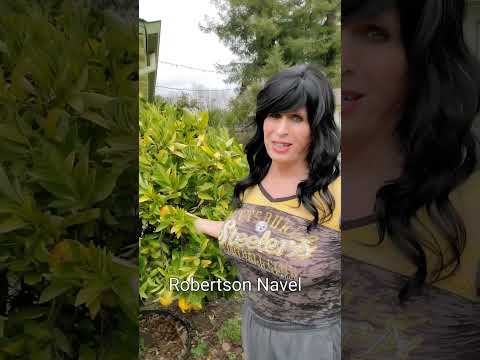 The Best Orange Tree For Your Yard