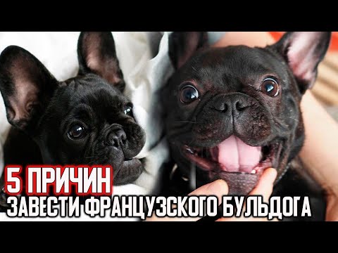 5 Причин завести французского бульдога