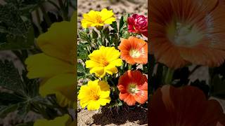 Realistic &amp; Detailed timelapse grow flowers