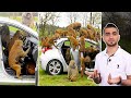 القرود تغزو مدينة كاملة وتحبس سكانها فتاة تخاطر بنفسها لأجل صورة القرود تغزو مدينة كاملة وتحبس سكانها فتاة تخاطر بنفسها لأجل صورة