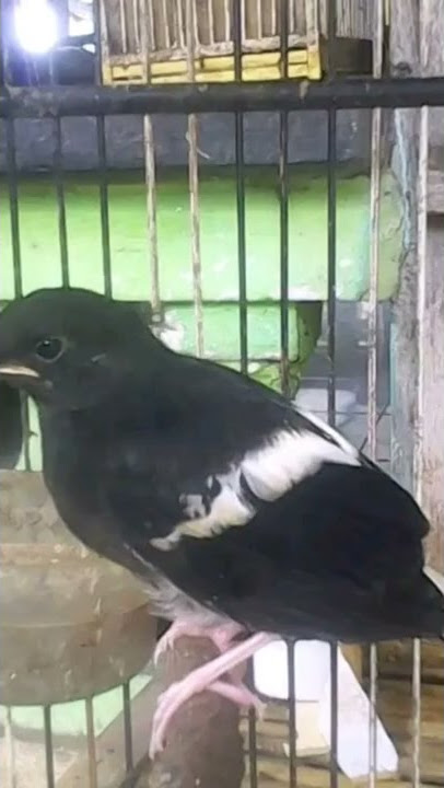 suara pikat burung Kacer air dijamin Ampuh langsung nyaut