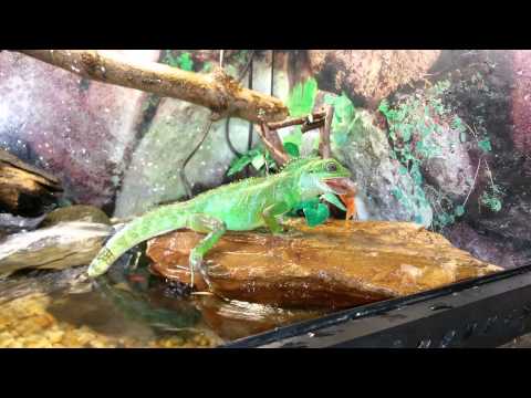 Video: Chinese Waterdraak - Physignathus Cocincinus Reptielenras Hypoallergeen, Gezondheid En Levensduur