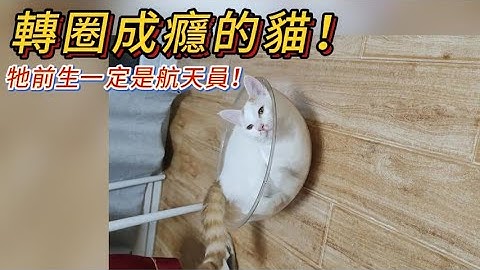 貓咪癡迷於轉圈圈💥！我已經看暈了💫 網友：這貓前生絕對是航天員！😵 #cat #cute #catvideos #funny #cutecat
