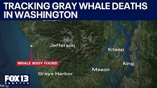 Tracking rise in 2026 WA gray whale deaths | FOX 13 Seattle