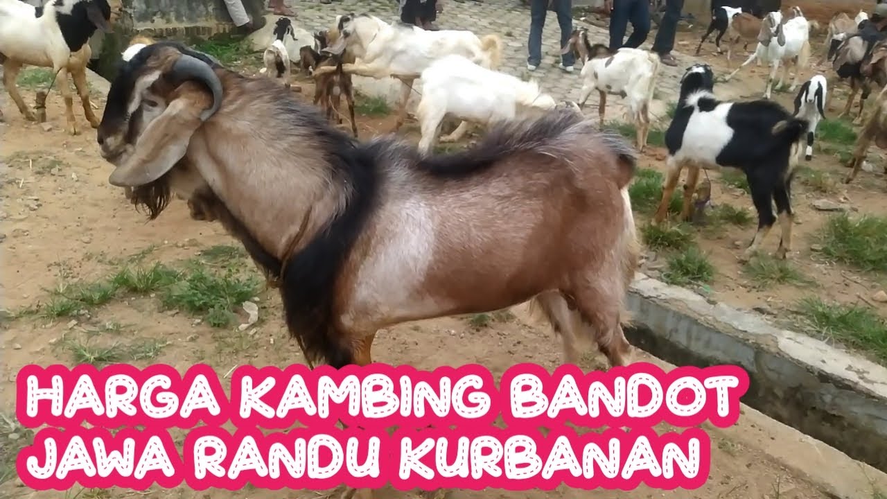 HARGA KAMBING BANDOT JAWA RANDU KURBANAN - YouTube