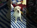 Alka playing labrador labrador.s shorts