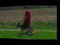 Dog Training, St. Louis Dog Trainer, St. Charles Dog Trainer - The Dawg Trainer - Where Dog Ownership Becomes Fun Again Dog Training, St. Louis Dog Trainer, St. Charles Dog Trainer - The Dawg Trainer - Where Dog Ownership Becomes Fun Again