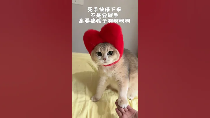 Watch the video about Count the birds count the birds #Blue gold gradient #Gold gradient #British short gold gra