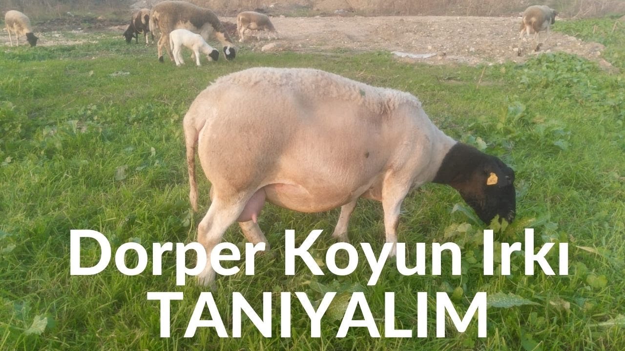 dorper koyun fiyatlari sahibinden mp3 indir